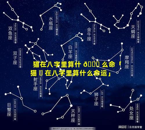 猫在八字里算什 🐞 么命「猫 ☘ 在八字里算什么命运」